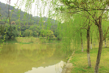 柳樹