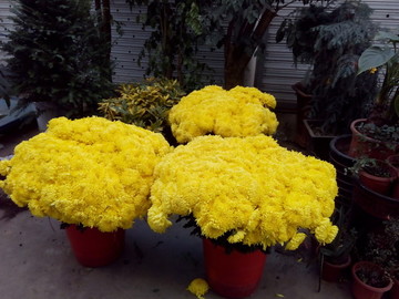 菊花