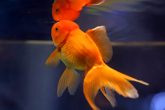 獅子頭金魚(yú)