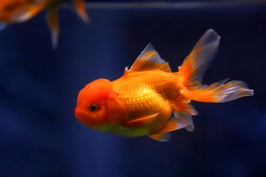 獅子頭金魚(yú)