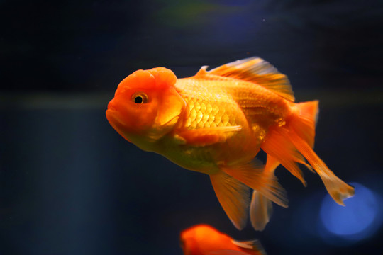 獅子頭金魚