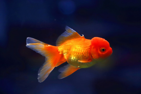 獅子頭金魚