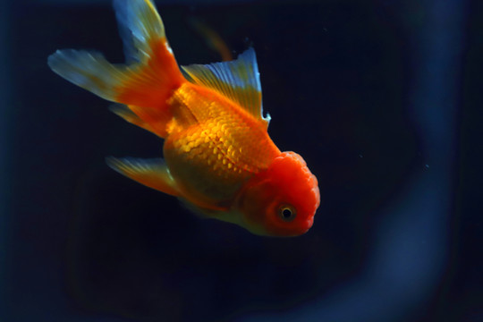 鶴頂紅金魚