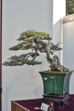 精美盆景盆栽
