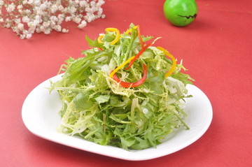 清火苦菊