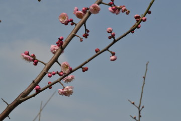 梅花