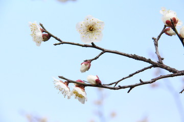 梅花