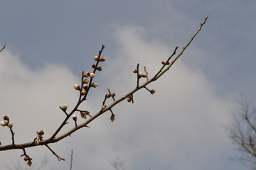 梅花