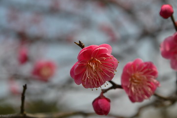 梅花