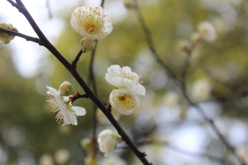 梅花