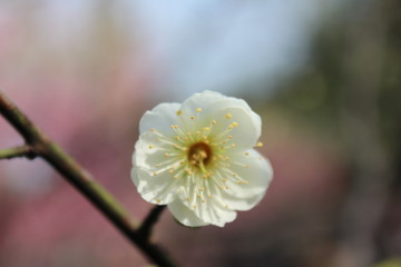 梅花