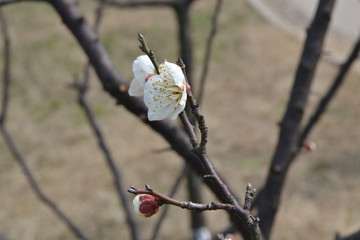 梅花