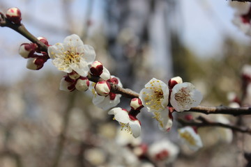 梅花