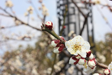 梅花