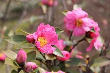山茶花