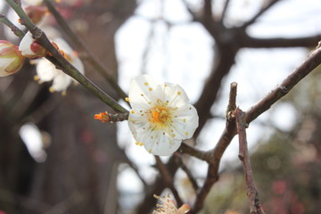 梅花
