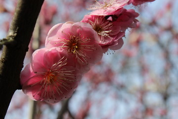 梅花