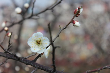 梅花
