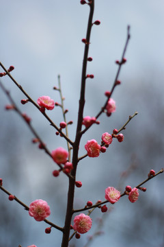 梅花