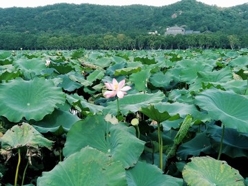 西湖荷花