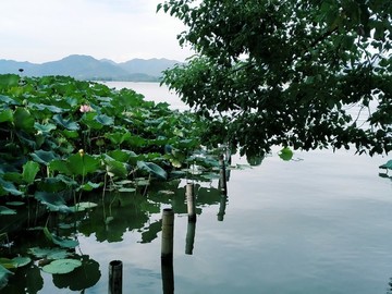 西湖荷花