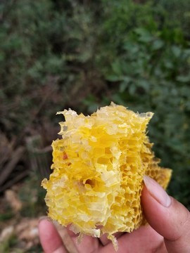 野生蜂蜜