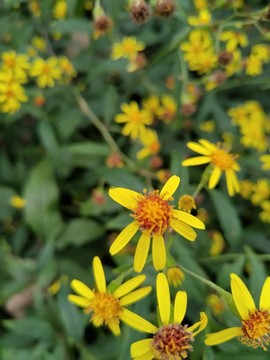 小黃花