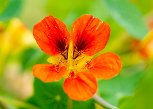 蝴蝶花紅色花朵花卉
