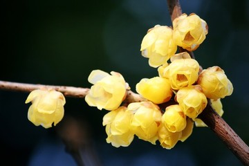 臘梅