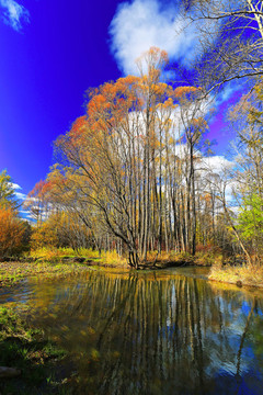 河流树林灿烂秋色