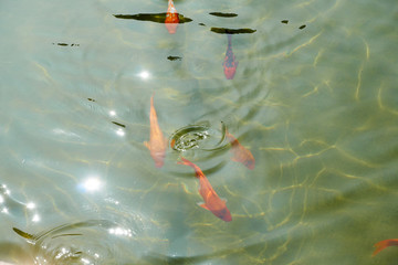 錦鯉魚(yú)池