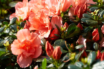 月季花
