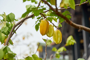 楊桃