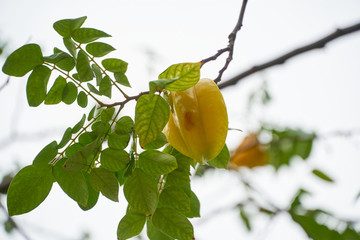 楊桃