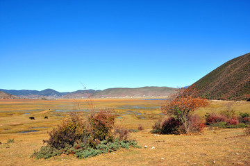 高原濕地