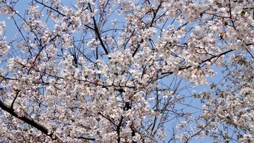 櫻花樹