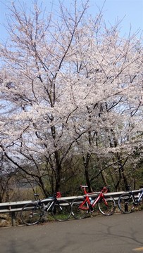 櫻花