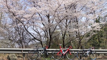 櫻花