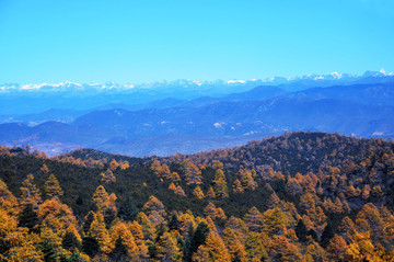 雙色松林