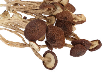 茶樹菇