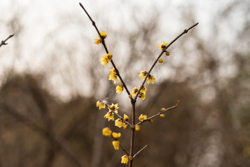 臘梅花開