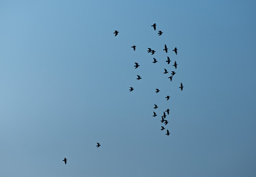 天空飛翔的小鳥