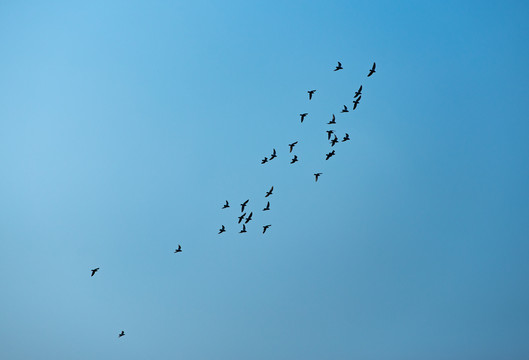 天空飛翔的小鳥
