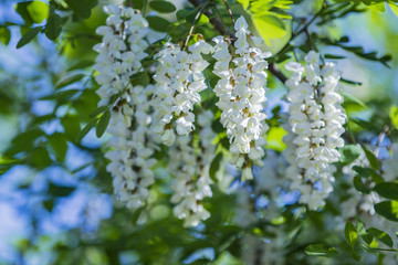 槐花