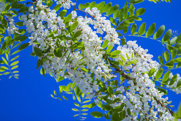槐花