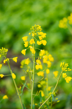 油菜花