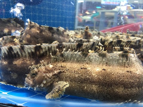 海鮮水產(chǎn)