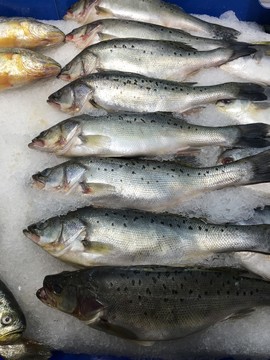 海鮮水產(chǎn)