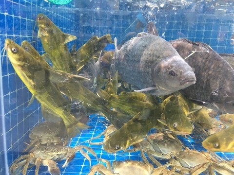 海鮮水產(chǎn)