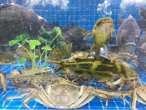 海鮮水產(chǎn)